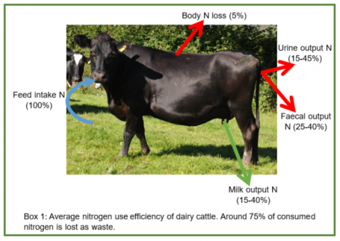 Improving dietary nitrogen use in dairy cattle: reducing protein intake in  growing heifers – can we maintain production performance? | Farming Connect