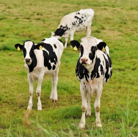 Genomic selection of dairy heifers | Farming Connect