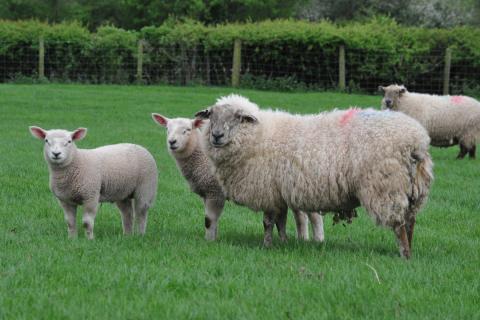 ewe and lambs at grass 3 1