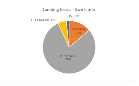 ewe lambs 1