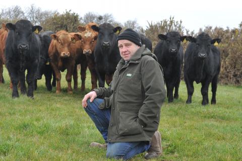 gwyn parry with cattle 2 1