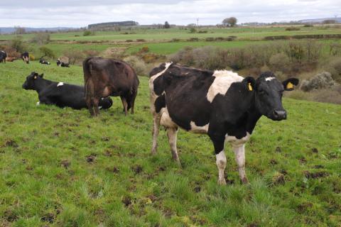 hafod cows 1