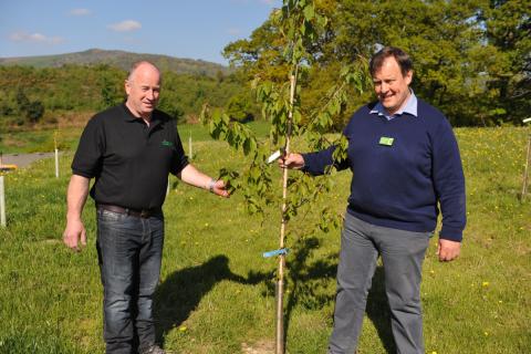 huw owen and geraint jones with newly planted tree