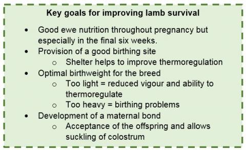 improving lamb survival text box 2