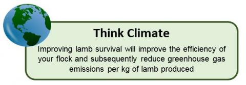 lamb survival think
