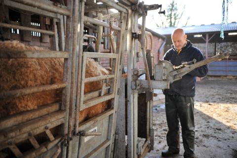 richard tudor weighing cattle