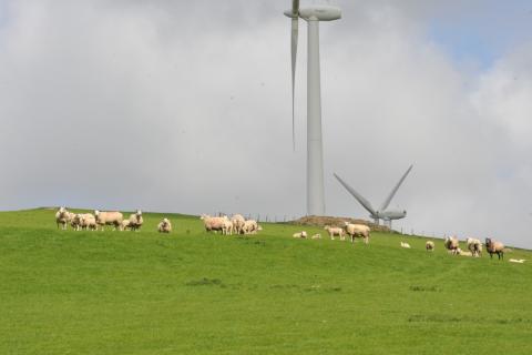 sheep and windmills at innovis 0