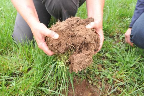 soil root structure 3 1