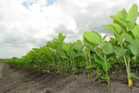 soybean crop tech article