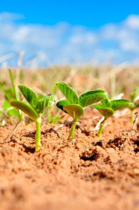 soybean crop tech article 2