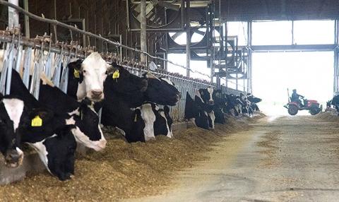 How low can you go? The importance of protein in the dairy cow diet |  Farming Connect