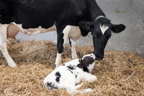 Methods of pregnancy detection in dairy cattle | Farming Connect