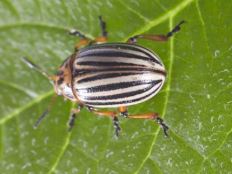 Colorado Potato Beetle