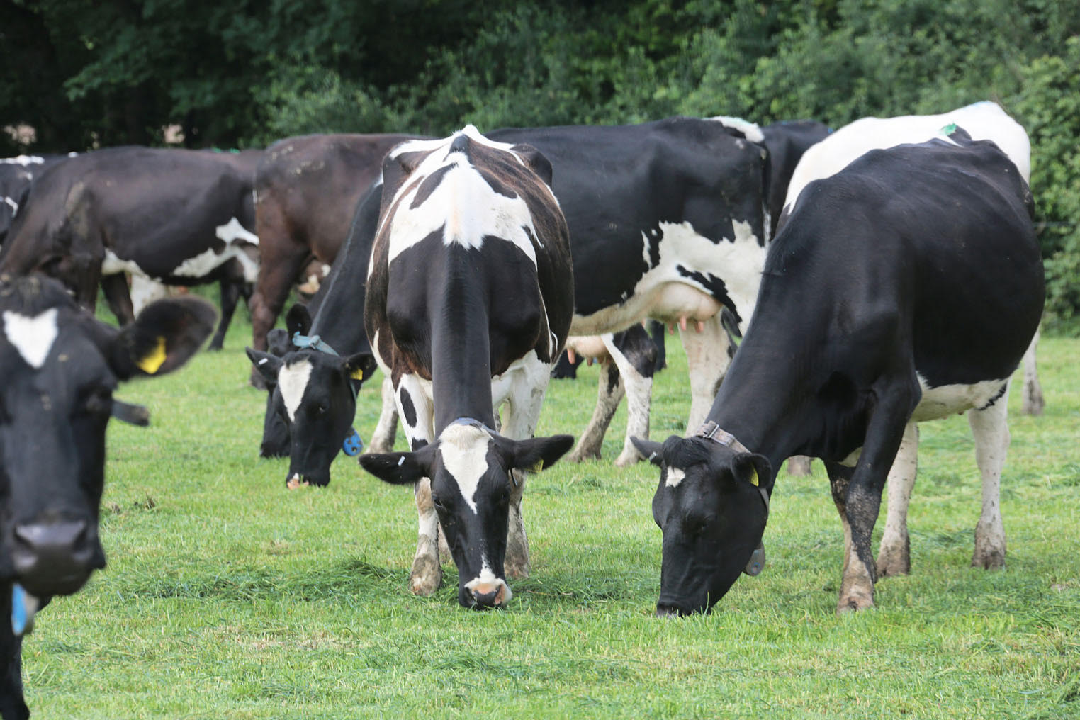  Research on Welsh dairy farms shows that data collection can be key to reducing mastitis