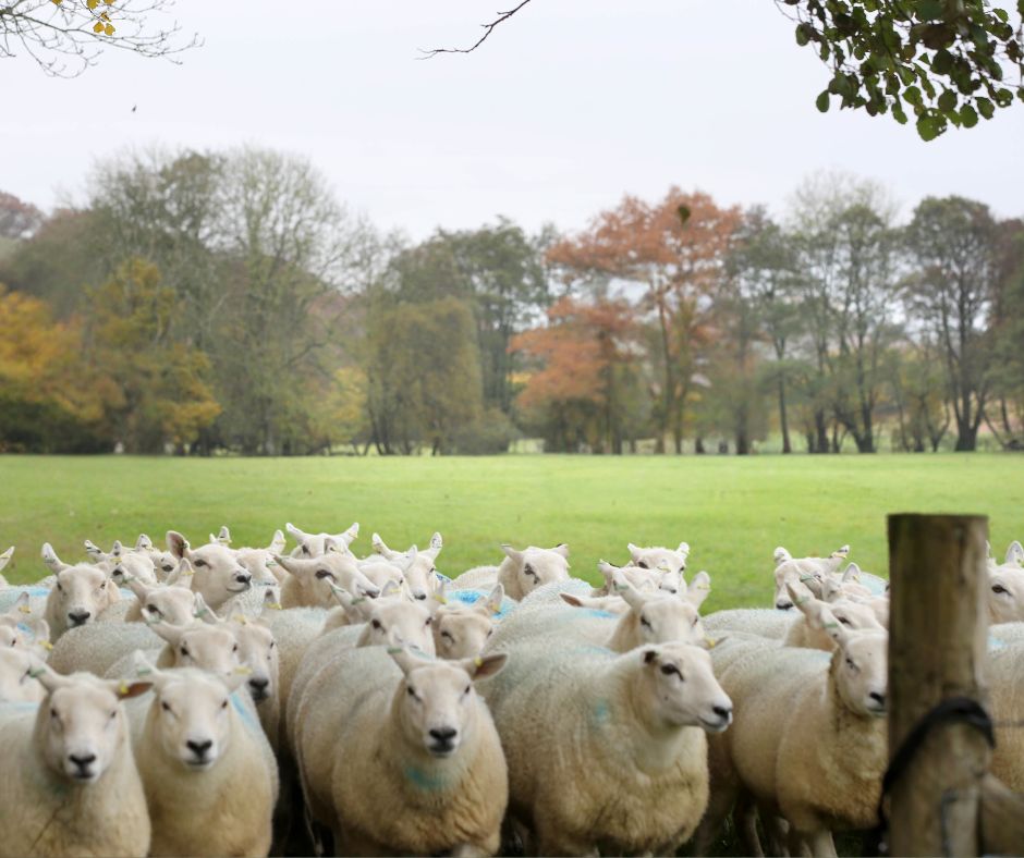 Flock of ewes
