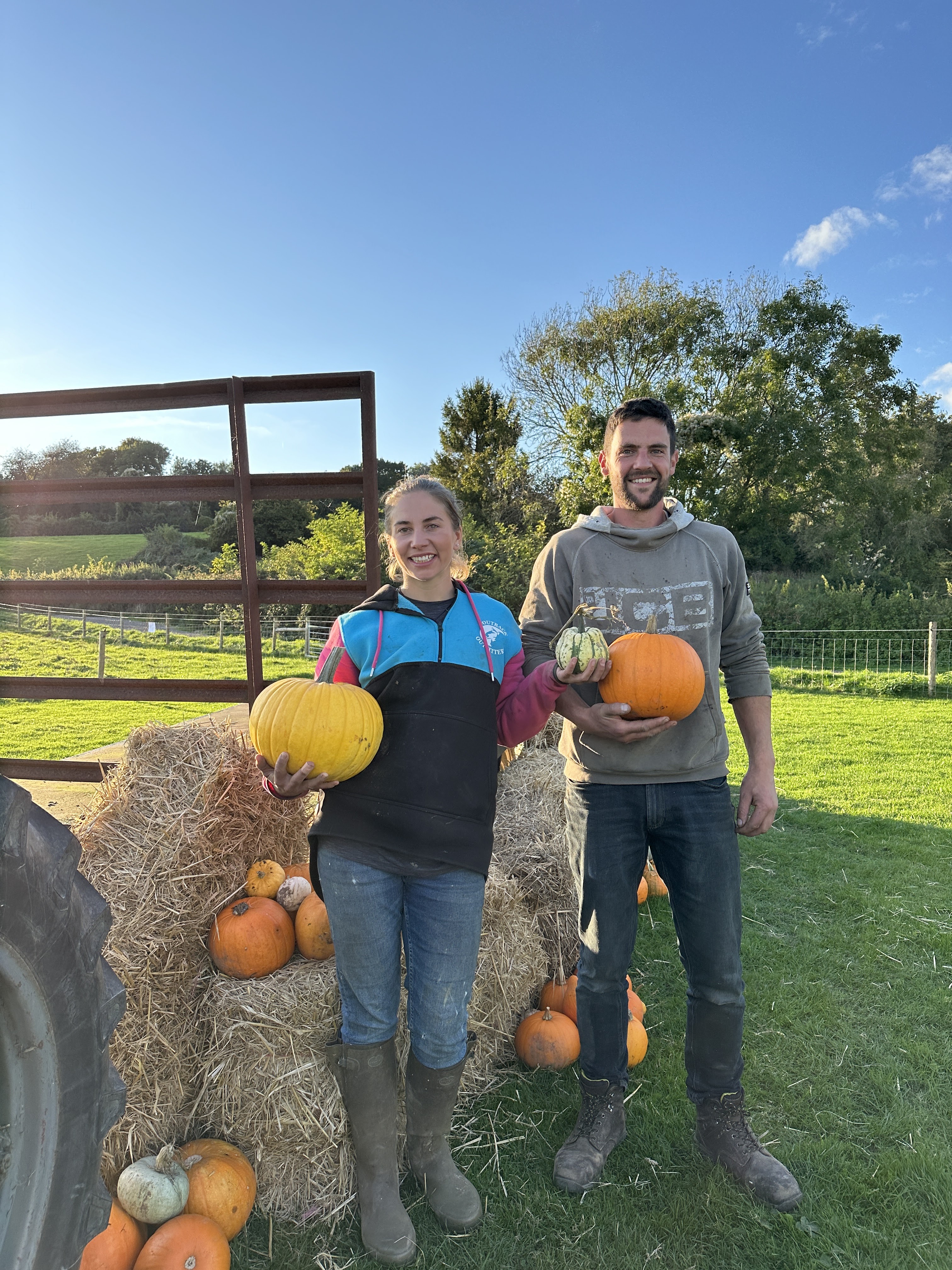 Pumpkin growers trial sunflowers to extend PYO season