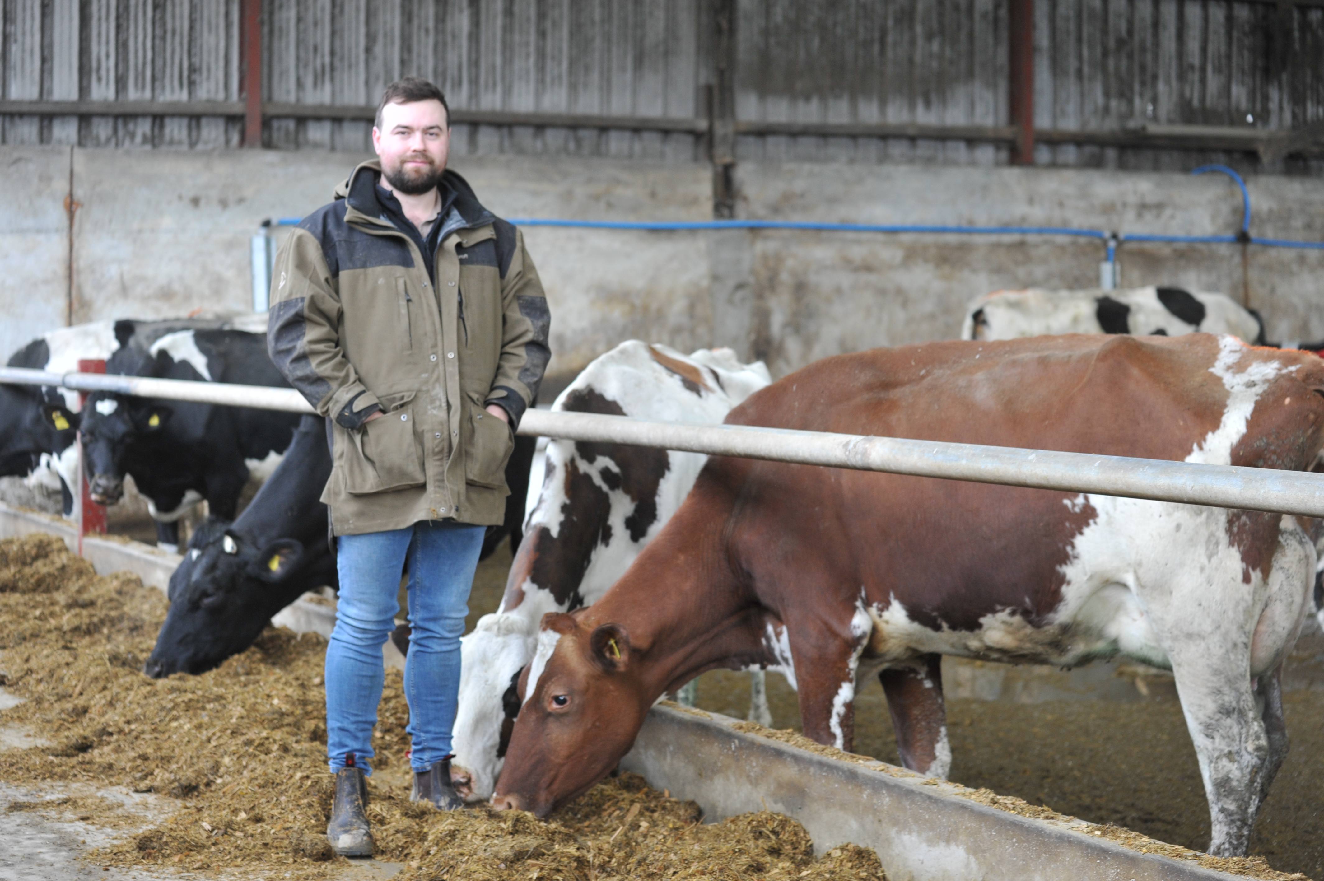 Growing legumes with maize to increase protein