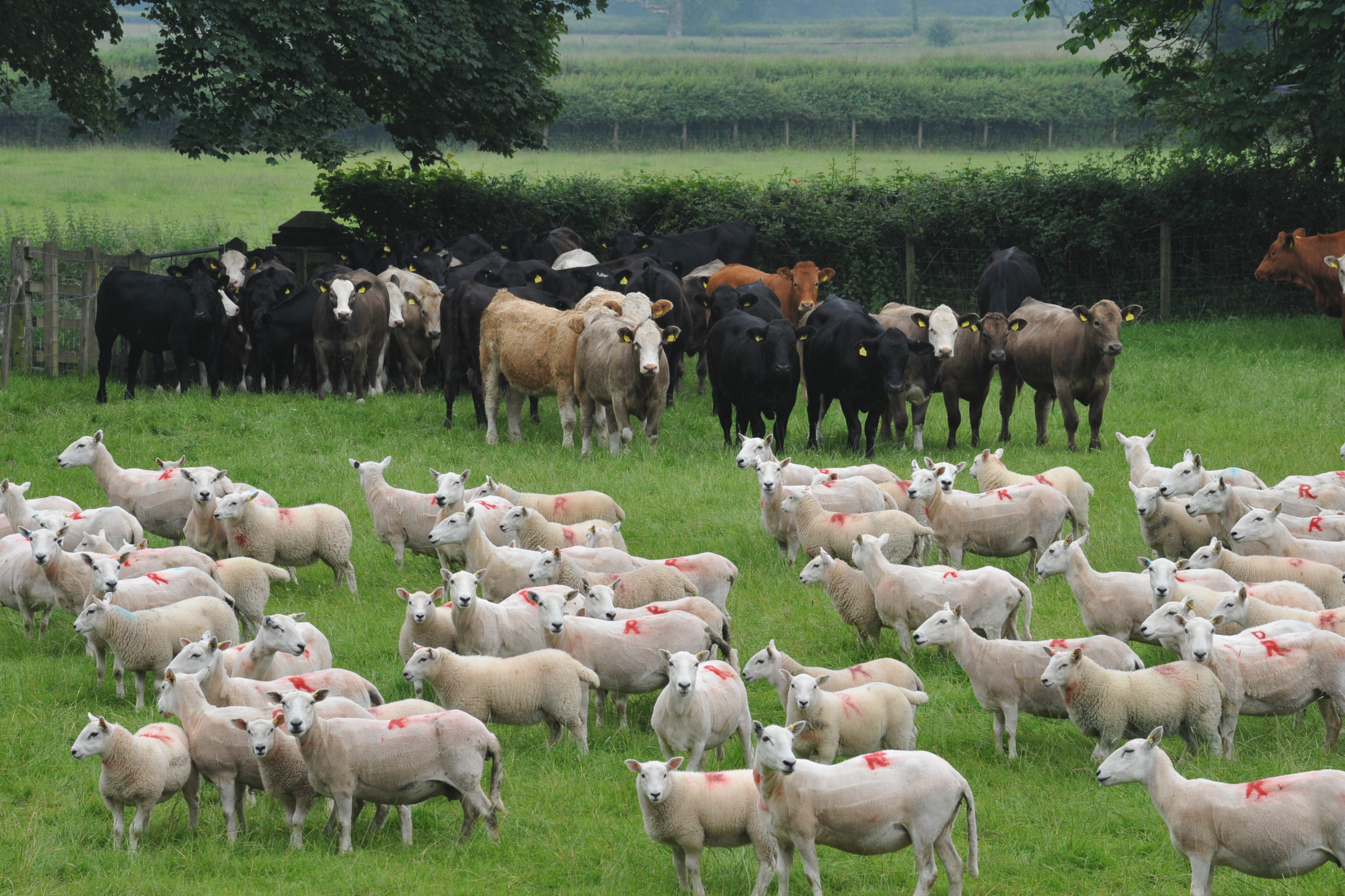 Livestock from a previous Farming Connect Demonstration Site