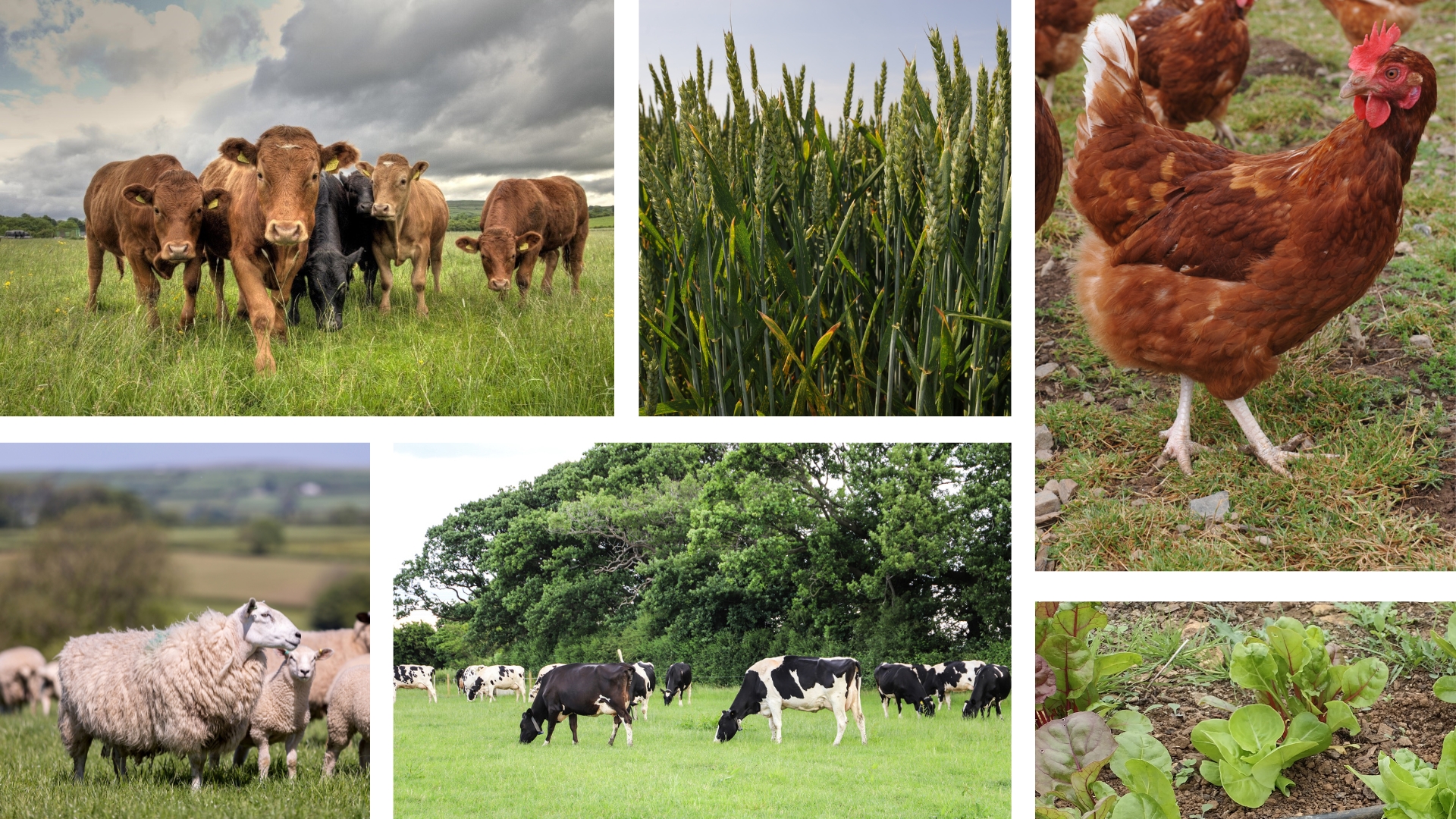 Welsh Farmers Lead the Way with Innovative Trials Funded by Farming Connect