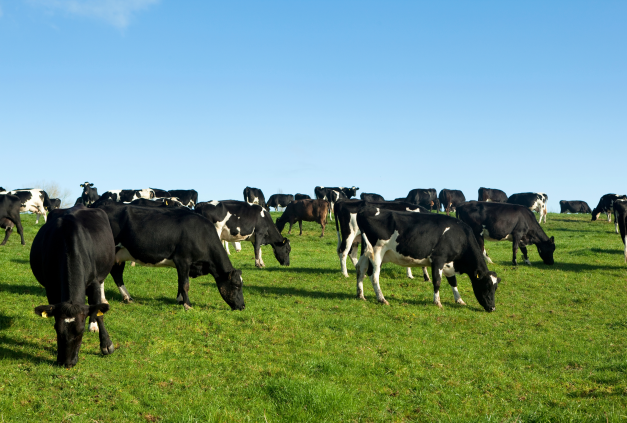 dairy