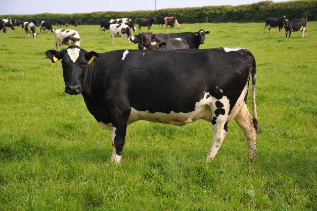 Dairy cow