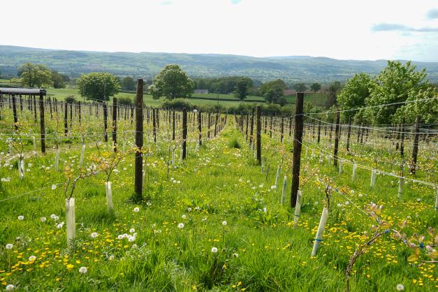 Vineyard