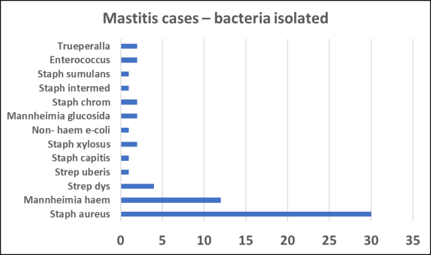 bacteria isolated