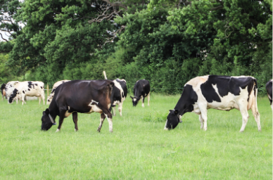 Dairy cows
