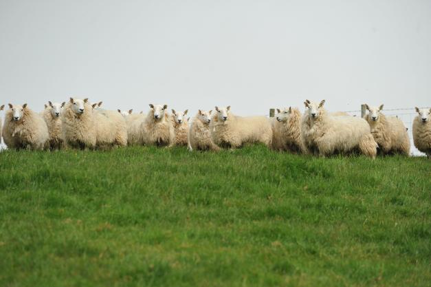 sheep