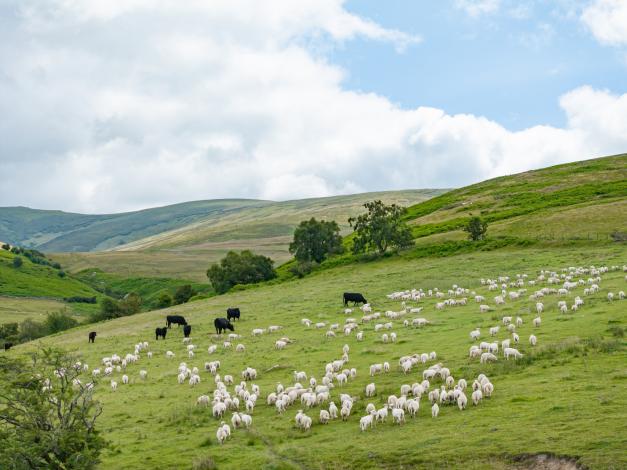 sheep and cattle