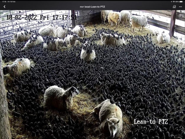 Picture of sheep with starling infestation