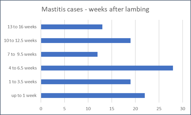 Mastitis cases weeks after lambing