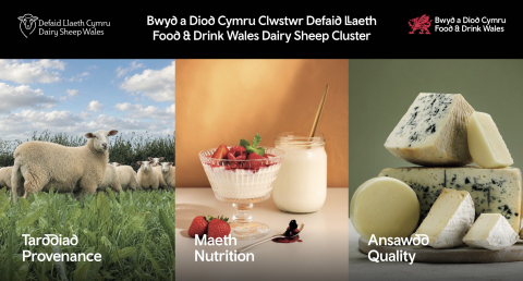Food and Drink Wales Dairy Sheep cluster promotion, sheep, sheep milk yogurt an sheep milk cheese