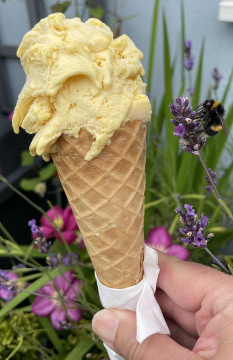 Fire and Ice Passion Sorbet