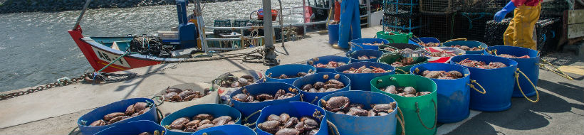 buckets of seafood on the harbour