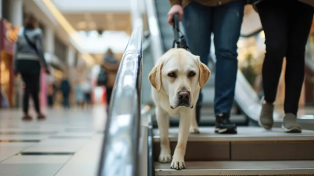 Assistance dog in a shopping centre with visually impaired person