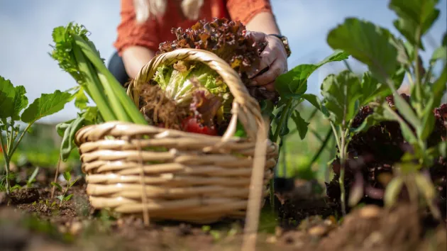 Basket of vegetables