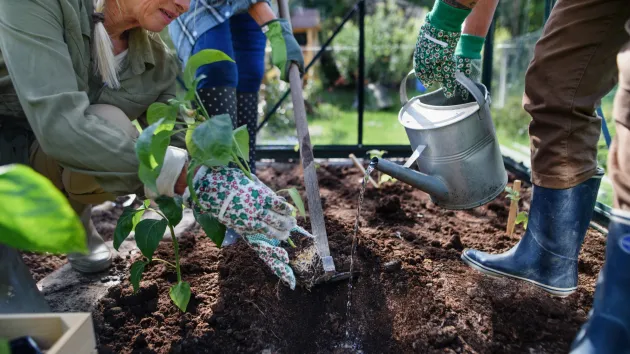 Community garden in the summer 