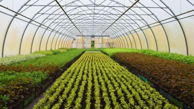 Polytunnel and plants 