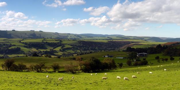 farmland near the Clywedog reservoir - Web