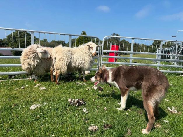 Image of sheep and sheep dog in field
