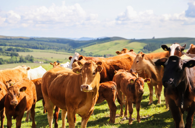 image of cows in the field