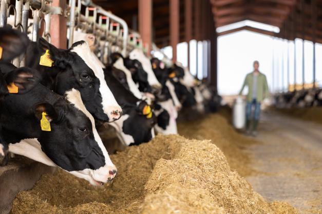 cows feeding in barn