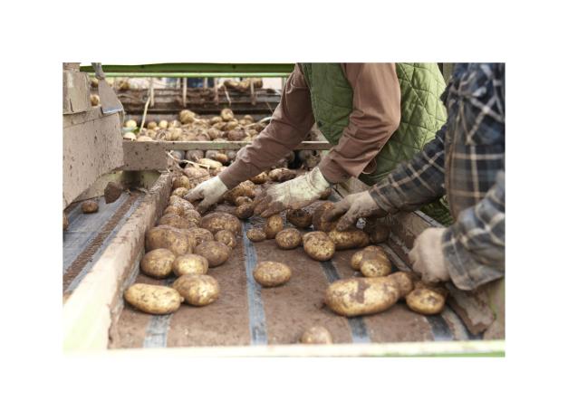 image of freshly picked potatoes being checked