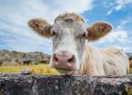 Close-up of a Welsh white cow on Anglesey