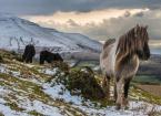 Pony on a mountain with snow 