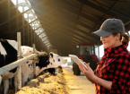 Farmer with tablet computer inspects cows at a dairy farm. Herd management concept.