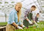Gardeners Busily Working, Arranging, Sorting Colorful Flowers,