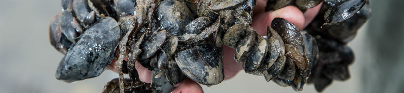 mussels