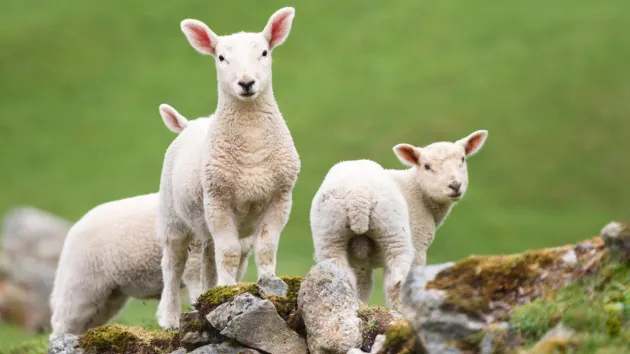 Lambs in Eryri